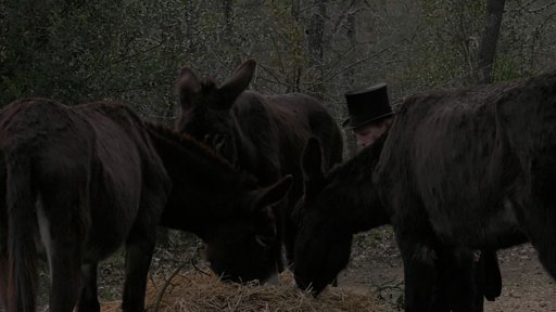 Burros